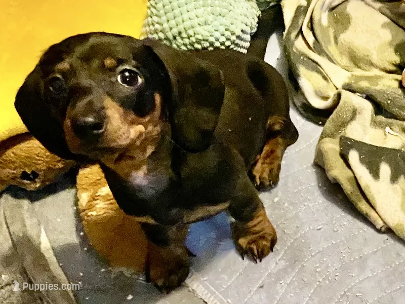 Rip – Miniature Dachshund puppy for sale in Purvis, MS