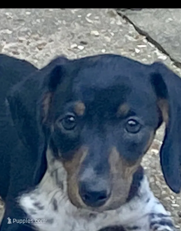 River Piebald Dapple  – Miniature Dachshund puppy for sale in Purvis, MS
