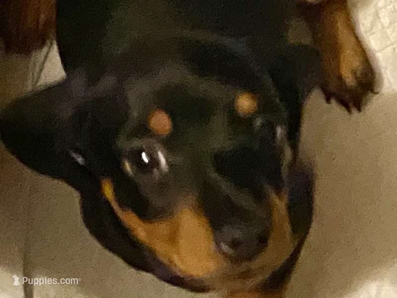 Rip – Miniature Dachshund puppy for sale in Purvis, MS