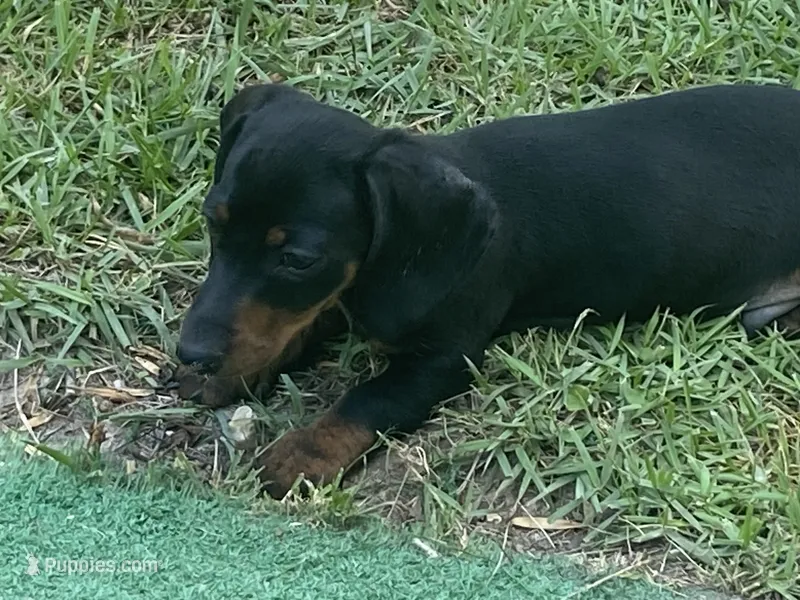 Rocco – Miniature Dachshund puppy for sale in Purvis, MS