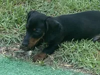 Rocco, a male Miniature Dachshund for sale in Purvis, MS – 3 of 10