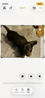 Rocco, a male Miniature Dachshund for sale in Purvis, MS – 4 of 10