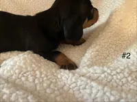 Rip, a male Miniature Dachshund for sale in Purvis, MS – 6 of 7
