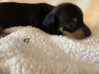 Rip, a male Miniature Dachshund for sale in Purvis, MS – 2 of 7