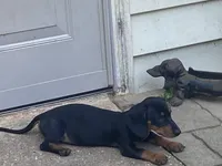 Rip, a male Miniature Dachshund for sale in Purvis, MS – 5 of 6