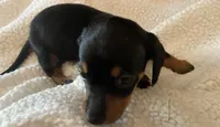 Rip, a male Miniature Dachshund for sale in Purvis, MS – 7 of 7