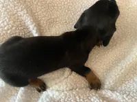 Rocco, a male Miniature Dachshund for sale in Purvis, MS – 5 of 5