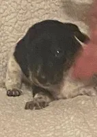 River, a male Miniature Dachshund for sale in Purvis, MS – 2 of 3