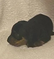 Rip, a male Miniature Dachshund for sale in Purvis, MS – 2 of 3