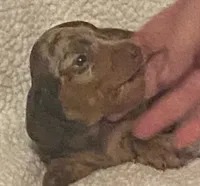 Roxy, a female Miniature Dachshund for sale in Purvis, MS – 2 of 2