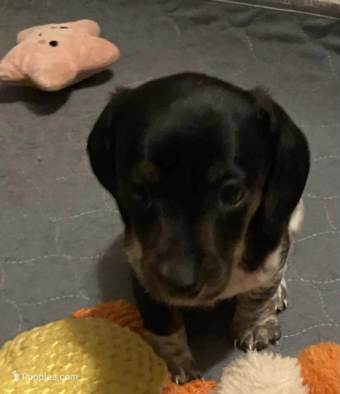 River – Miniature Dachshund puppy for sale in Purvis, MS
