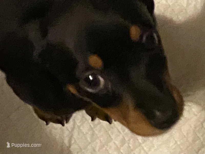 Rocco – Miniature Dachshund puppy for sale in Purvis, MS