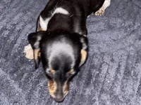 River Piebald Dapple , a male Miniature Dachshund for sale in Purvis, MS – 8 of 8