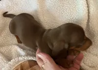 Rusty, a male Miniature Dachshund for sale in Purvis, MS – 3 of 6