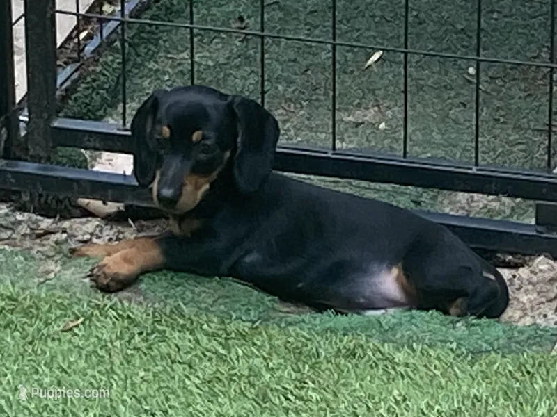 Rip – Miniature Dachshund puppy for sale in Purvis, MS