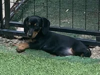 Rip, a male Miniature Dachshund for sale in Purvis, MS – 4 of 6