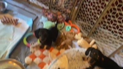 Rocco, a male Miniature Dachshund for sale in Purvis, MS – 9 of 10