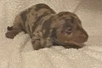 Rocky , a male Miniature Dachshund for sale in Purvis, MS – 2 of 3