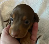 Rusty, a male Miniature Dachshund for sale in Purvis, MS – 2 of 6
