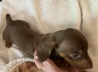 Rusty, a male Miniature Dachshund for sale in Purvis, MS – 6 of 6