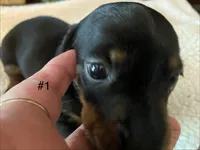 Rocco, a male Miniature Dachshund for sale in Purvis, MS – 4 of 5