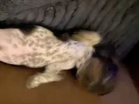 River Piebald Dapple , a male Miniature Dachshund for sale in Purvis, MS – 7 of 8