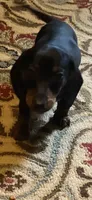 Rocco, a male Miniature Dachshund for sale in Purvis, MS – 5 of 10