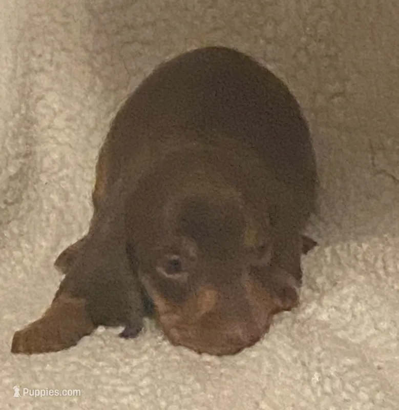 Rusty – Miniature Dachshund puppy for sale in Purvis, MS