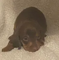 Rusty, a male Miniature Dachshund for sale in Purvis, MS – 2 of 2