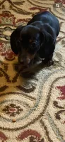 Rocco, a male Miniature Dachshund for sale in Purvis, MS – 6 of 10