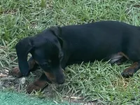 Rocco, a male Miniature Dachshund for sale in Purvis, MS – 10 of 10