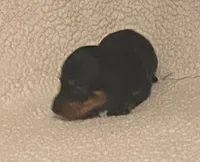 Roco, a male Miniature Dachshund for sale in Purvis, MS – 2 of 2