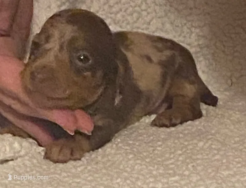 Roxy – Miniature Dachshund puppy for sale in Purvis, MS