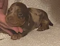 Roxy, a female Miniature Dachshund for sale in Purvis, MS – 1 of 2