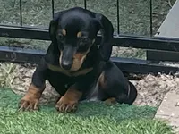 Rip, a male Miniature Dachshund for sale in Purvis, MS – 3 of 6
