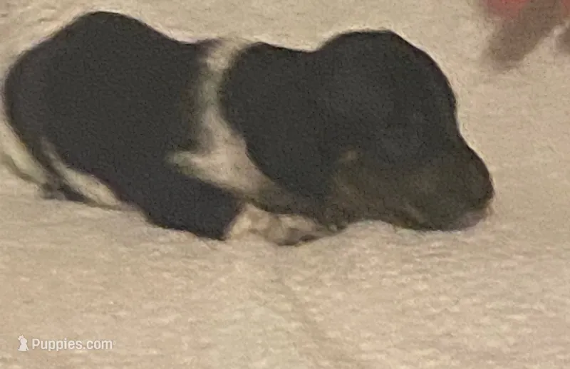 River – Miniature Dachshund puppy for sale in Purvis, MS