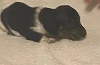 River, a male Miniature Dachshund for sale in Purvis, MS – 1 of 3