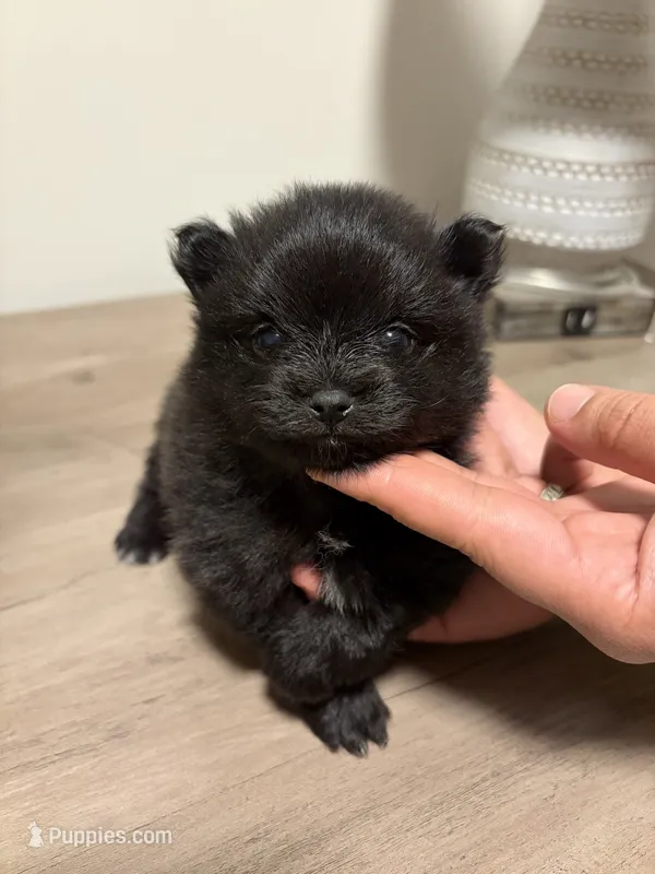 Puppy 4 – Pomeranian puppy for sale in Alpharetta, GA