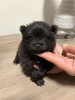 Puppy 4, a male Pomeranian for sale in Alpharetta, GA – 1 of 1