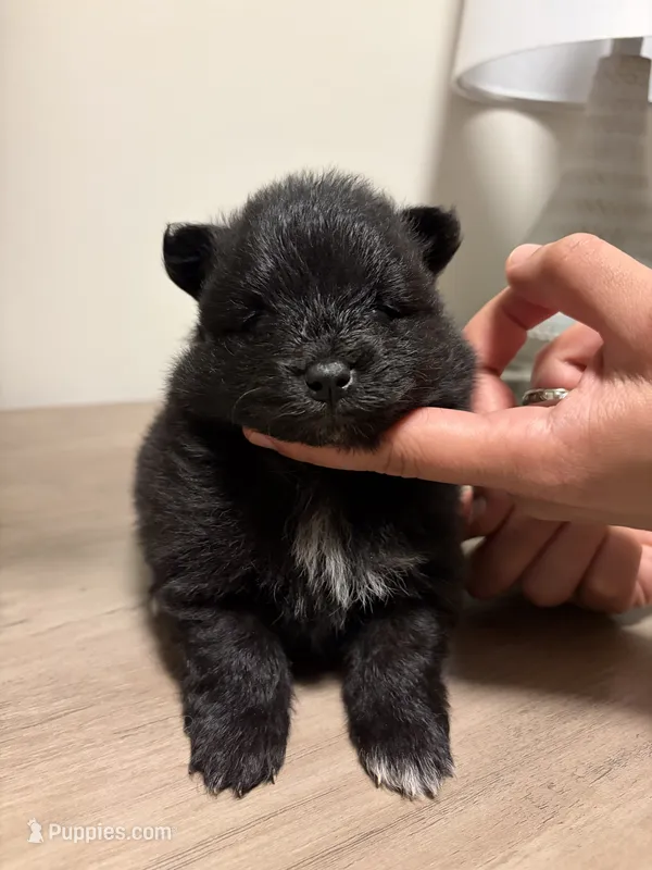 Puppy 1 – Pomeranian puppy for sale in Alpharetta, GA