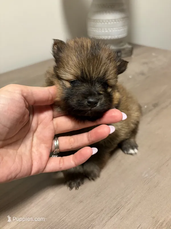 Puppy 3 – Pomeranian puppy for sale in Alpharetta, GA