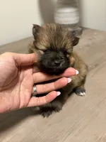 Puppy 3, a male Pomeranian for sale in Alpharetta, GA – 1 of 2