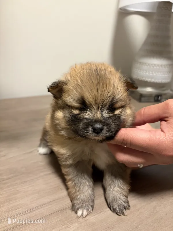 Puppy 2 – Pomeranian puppy for sale in Alpharetta, GA
