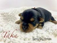 Taka, a female Yorkshire Terrier for sale in Owatonna, MN – 1 of 5