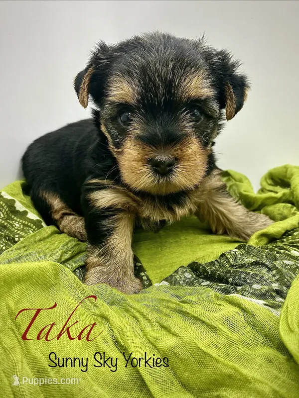 Taka – Yorkshire Terrier puppy on hold in Owatonna, MN