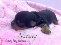 Nutmeg, a female Yorkshire Terrier for sale in Owatonna, MN – 2 of 4
