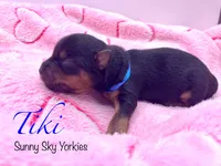 Tiki, a female Yorkshire Terrier for sale in Owatonna, MN – 2 of 4