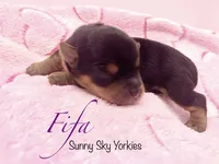 Fifa, a female Yorkshire Terrier for sale in Owatonna, MN – 2 of 4