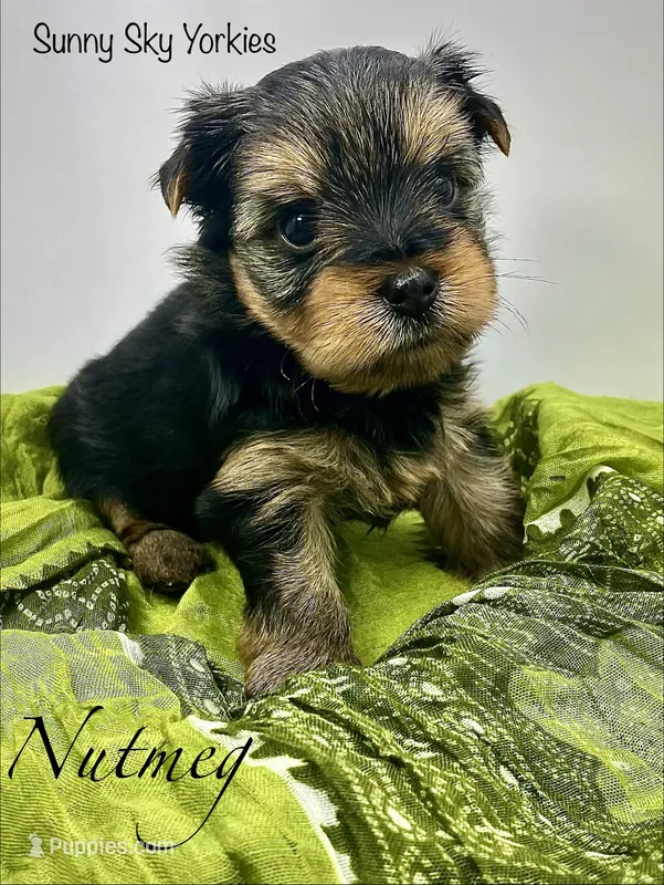 Nutmeg – Yorkshire Terrier puppy for sale in Owatonna, MN