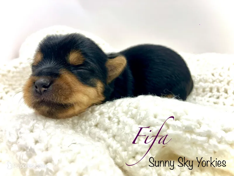 Fifa – Yorkshire Terrier puppy for sale in Owatonna, MN